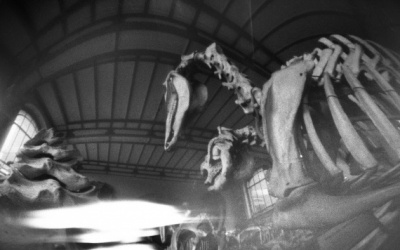 Pal&eacute;ontologie