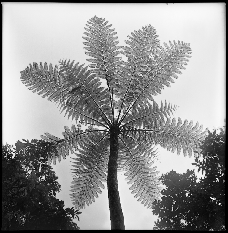 François Vogel - 6x6_caledonie_fougere.jpg