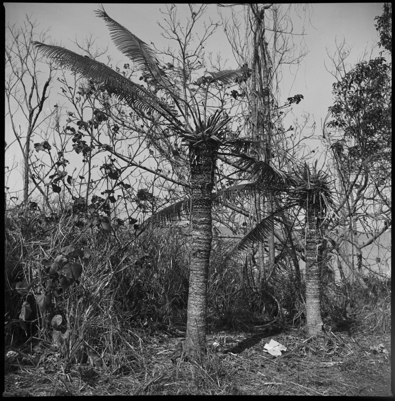 François Vogel - 6x6_caledonie_palmiers.jpg