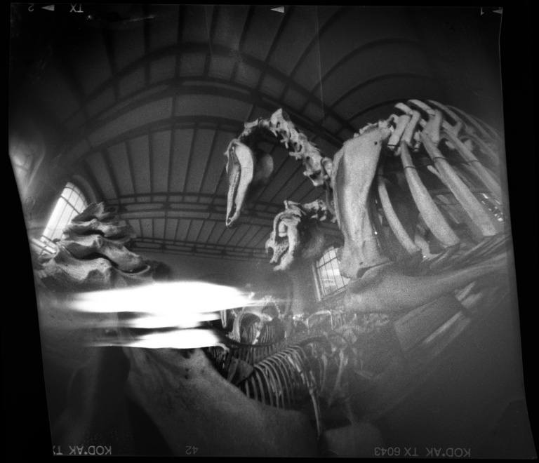 François Vogel - jardin_plantes_a.jpg