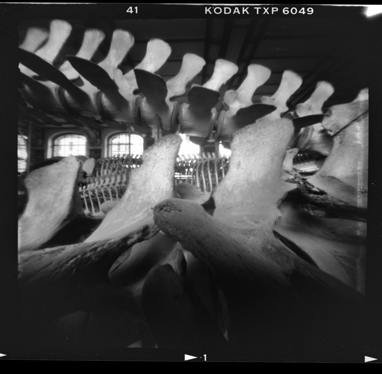 François Vogel - paleonto004.jpg