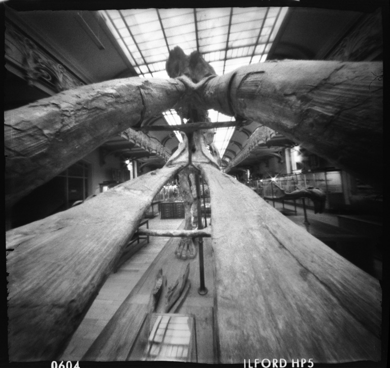 François Vogel - paleonto010.jpg
