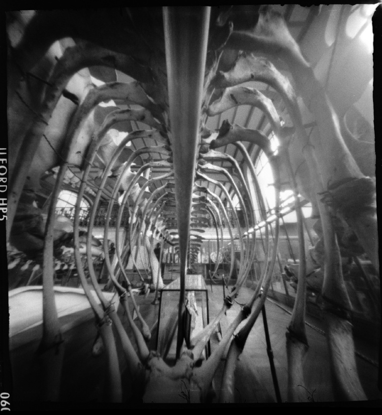 François Vogel - paleonto013.jpg