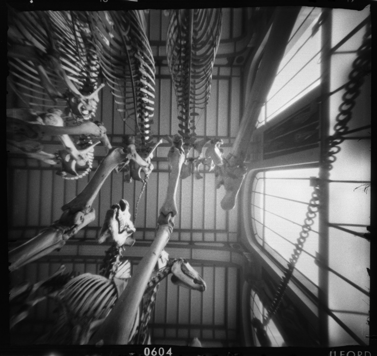 François Vogel - paleonto016.jpg