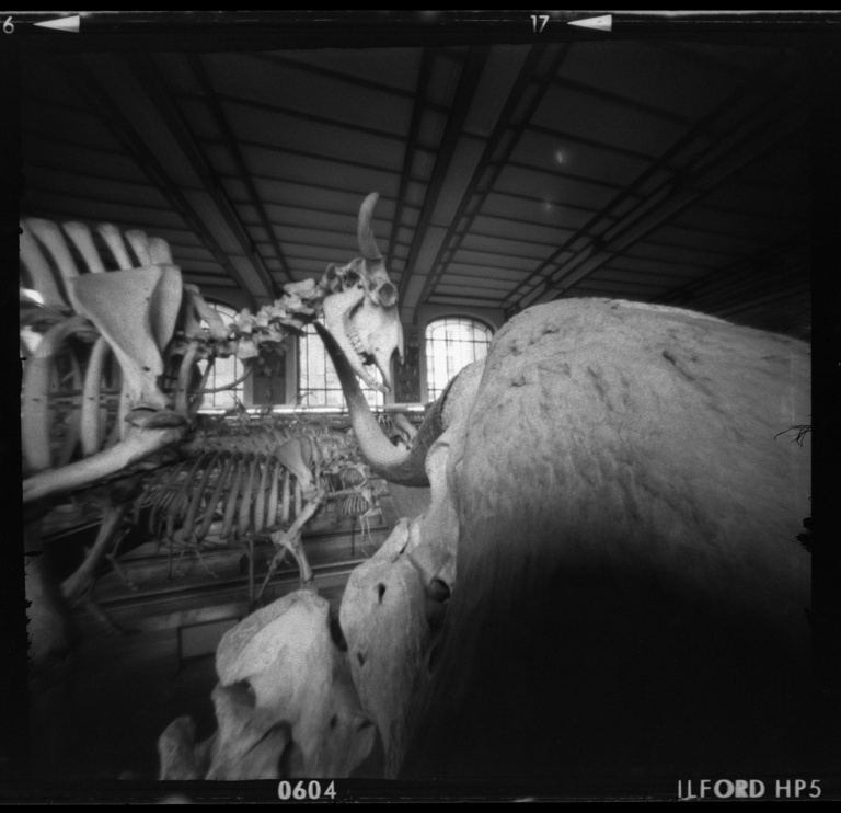 François Vogel - paleonto017.jpg