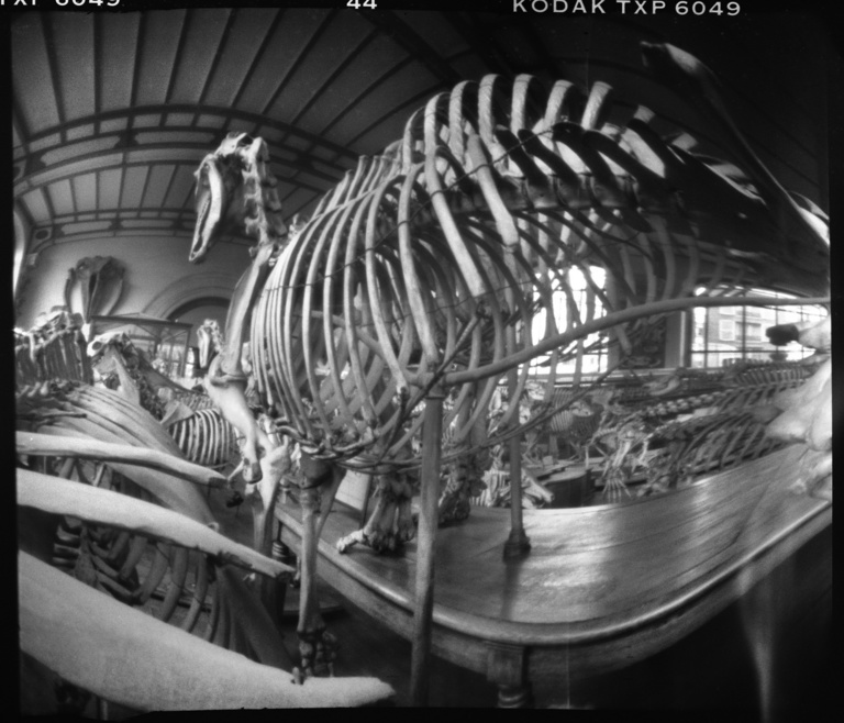 François Vogel - paleonto018.jpg