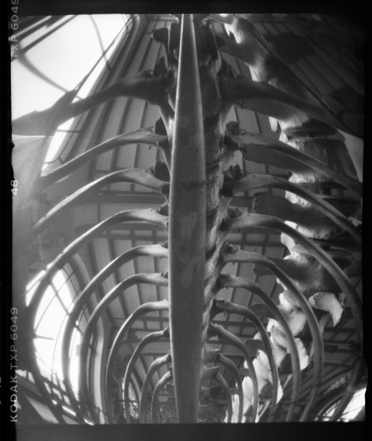 François Vogel - paleonto023.jpg