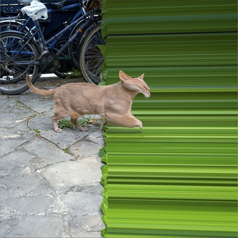 François Vogel - Chat sur fond vert
