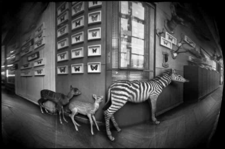 François Vogel - zebra