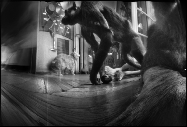 François Vogel - monkey