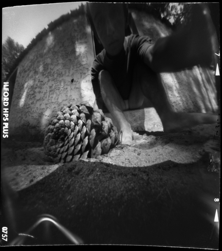 François Vogel - pine cone