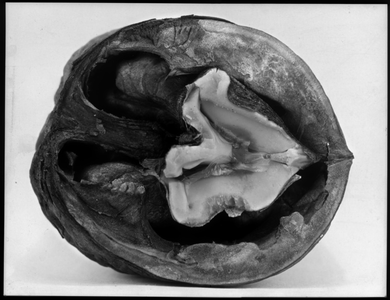 François Vogel - walnut