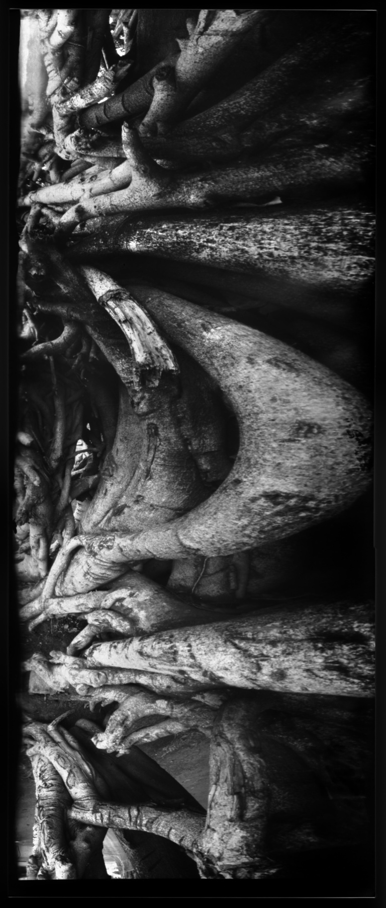 François Vogel - roots
