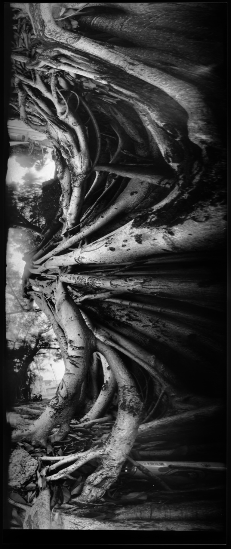 François Vogel - roots