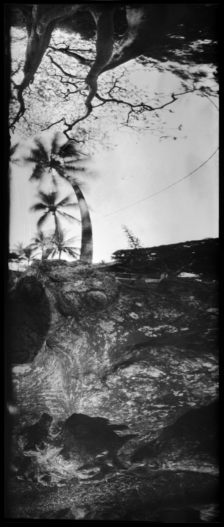 François Vogel - roots and palms