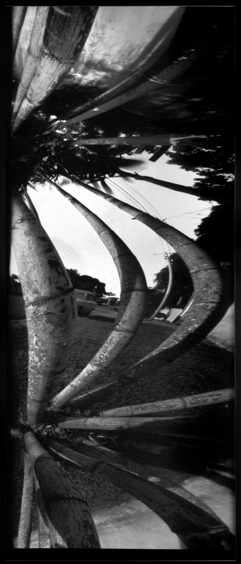 François Vogel - bamboos