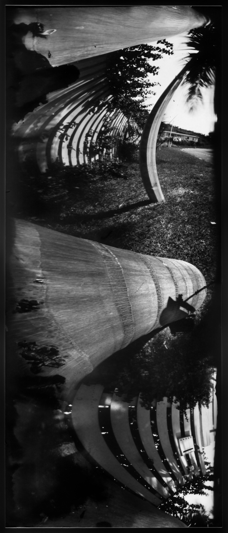 François Vogel - palm tree