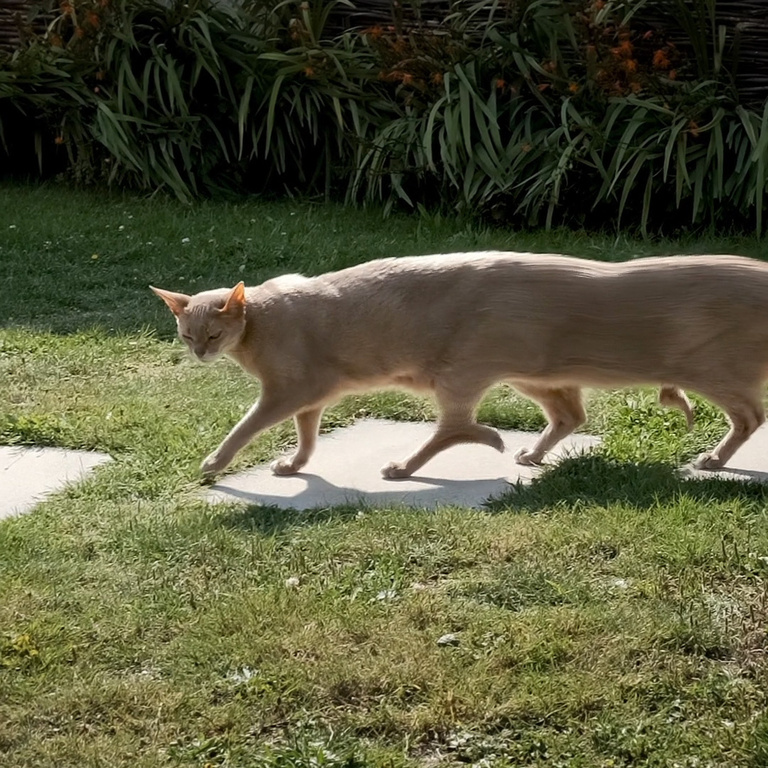 François Vogel - caterpillar cat
