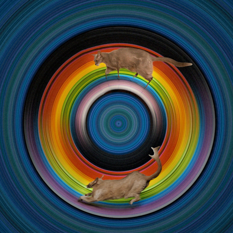 François Vogel - chat sur arc en ciel
