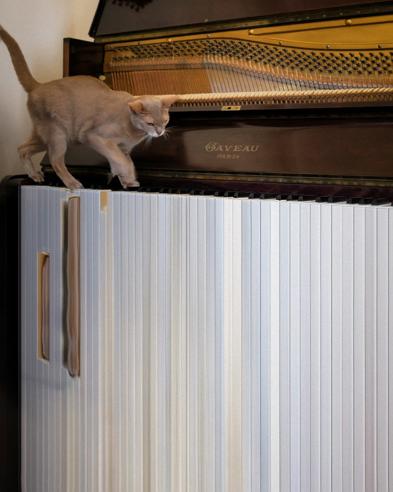François Vogel - Chat sur piano