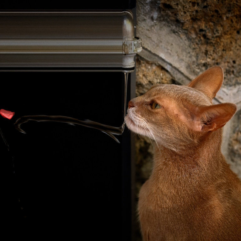 François Vogel - morse code cat