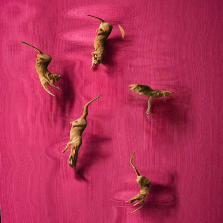 François Vogel - chat sur fond rose