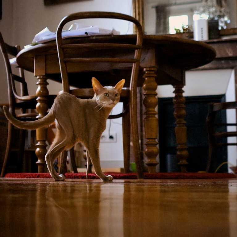 François Vogel - stretched cat
