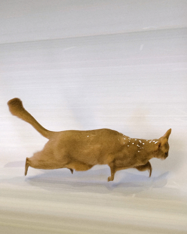 François Vogel - chat sur fond blanc